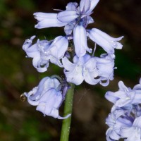 Spanish Bluebell